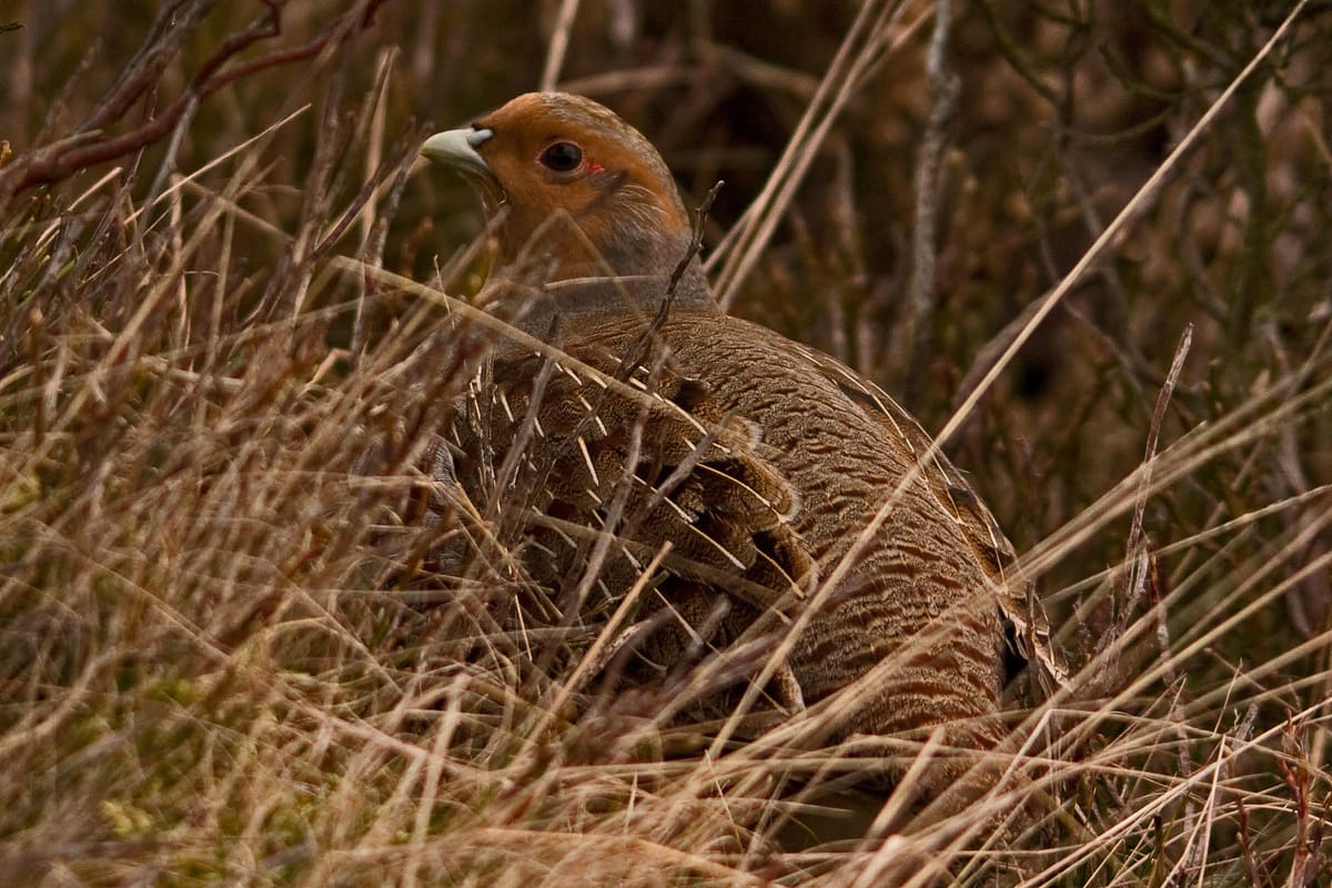 Grey partridge among winter grasses in British farmland.