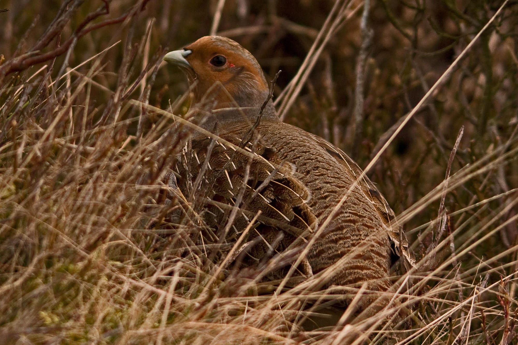 Grey partridge among winter grasses in British farmland.