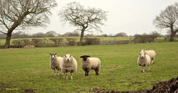 Group of sheep grazing in a British pasture with bare trees and rolling hills – tracing the journey of wool from farm to hanger.