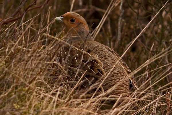 Grey partridge among winter grasses in British farmland.